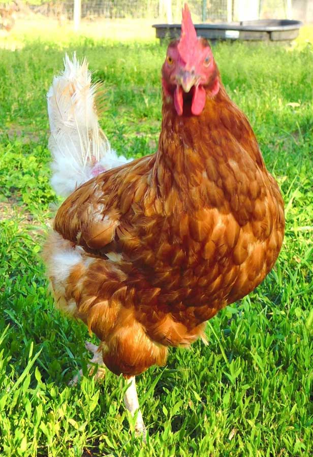 Spice of Life Farm chickens in Conway NH