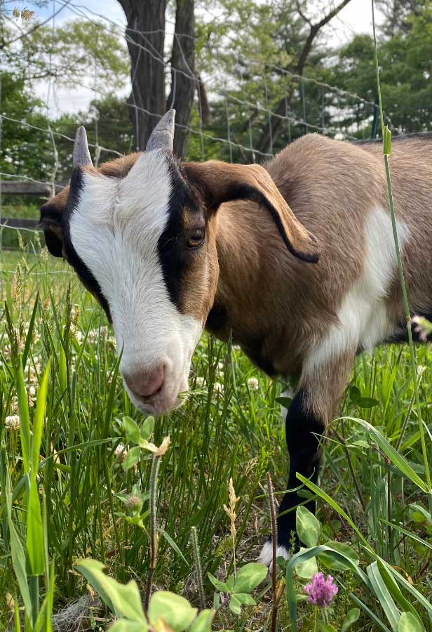Kiko Lamancha Nubian goat breeds at Spice of Life Farm