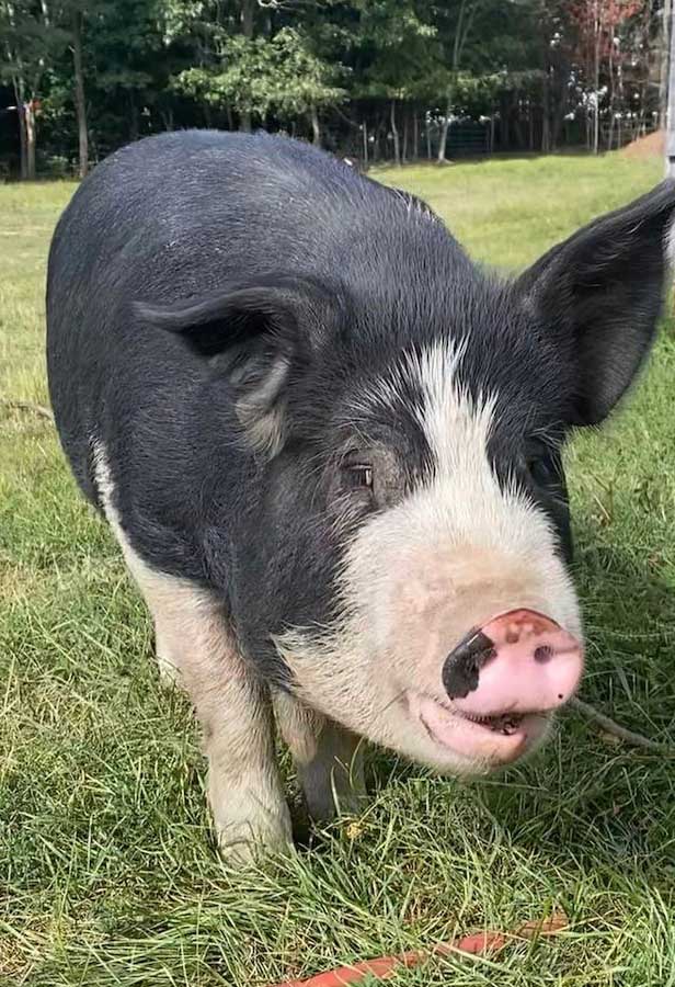 Kunuekune Berkshire heritage pigs at Spice of Life Farm in Conway, NH