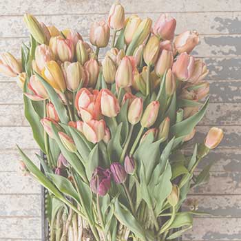 herb flower bouquets at Spice of Life Farm