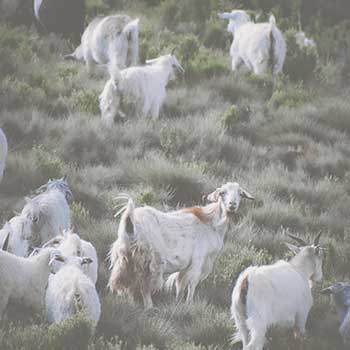 goatscaping rentals from Spice of Life Farm