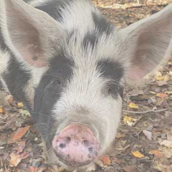 in the pasture at Spice of Life Farm