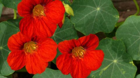 Nasturtium Pesto