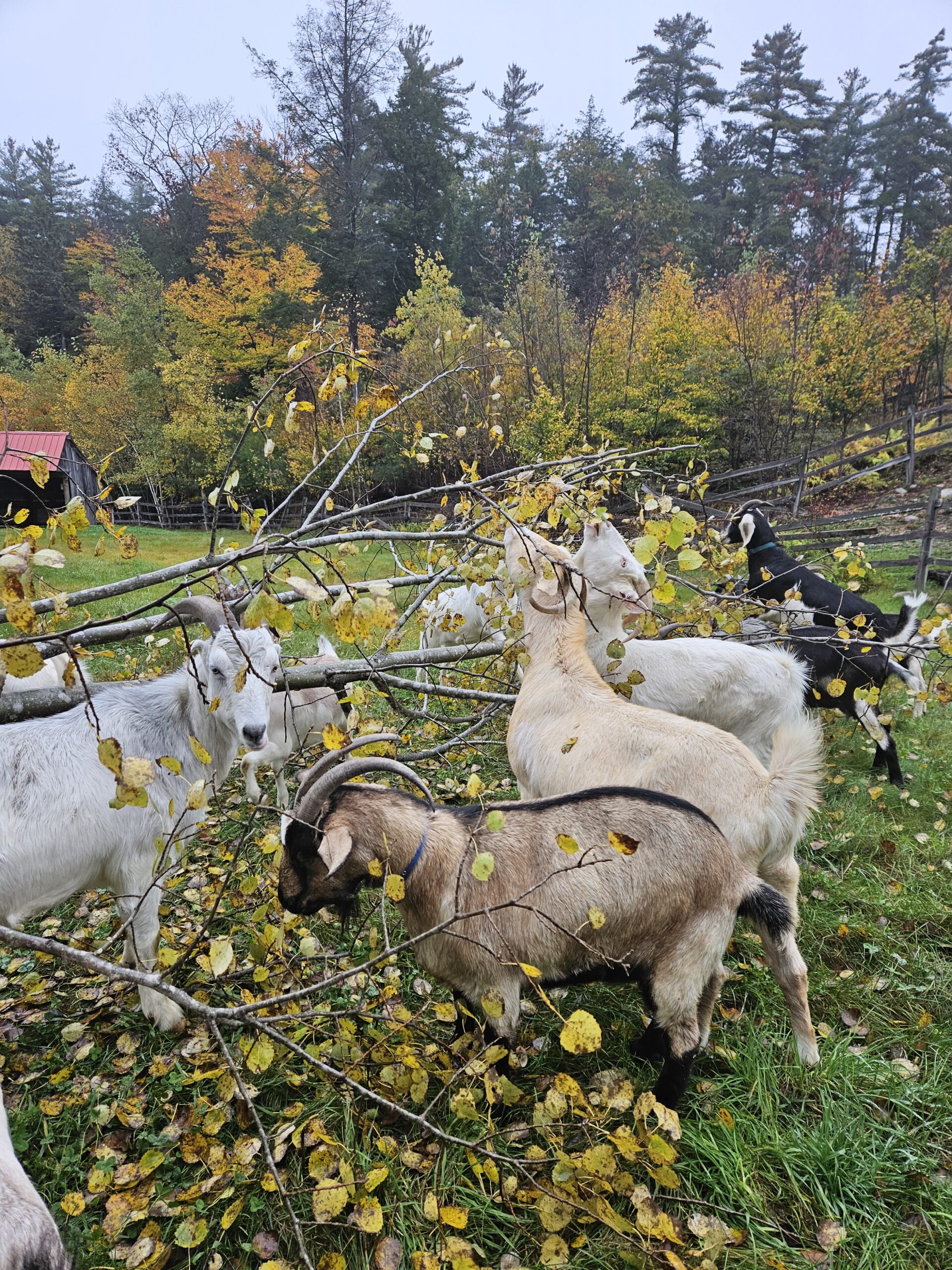 NH goat rentals at Spice of Life Farm